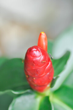 Costus speciosus, Crape ginger or Malay ginger or Spiral flag or Cheilocostus speciosus, Costaceae or Cane reed or red flower