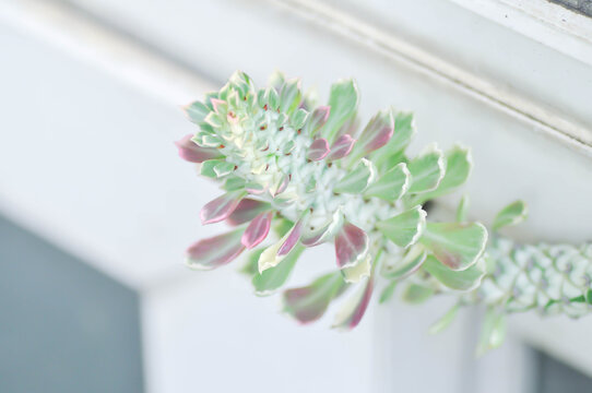 Euphorbia ritchiei, Euphorbiaceae or  Monadenium ritchiei or Spurges or bicolor Euphorbia