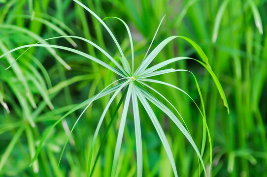 Cyperus alternifolius L, Cyperus alternifolius subsp flabelliformis or  Cyperus involucratus Rottb or Umbrella or CYPERACEAE
