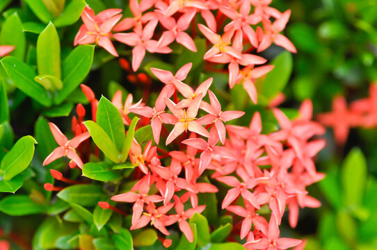 Ixora chinensis Lamk, Ixora spp or Zephyranthes or West Indian Jasmine or red flower
