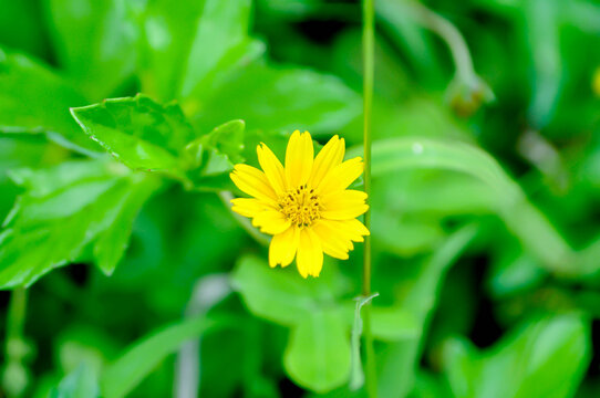Melampodium divaricatum Rich ex Pers DC or ASTERACEAE COMPOSITAE ,Little Yellow Star or yellow flower