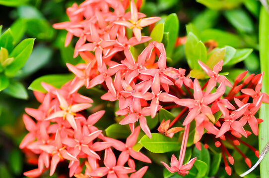 Ixora chinensis Lamk, Ixora spp or Zephyranthes or West Indian Jasmine or red flower