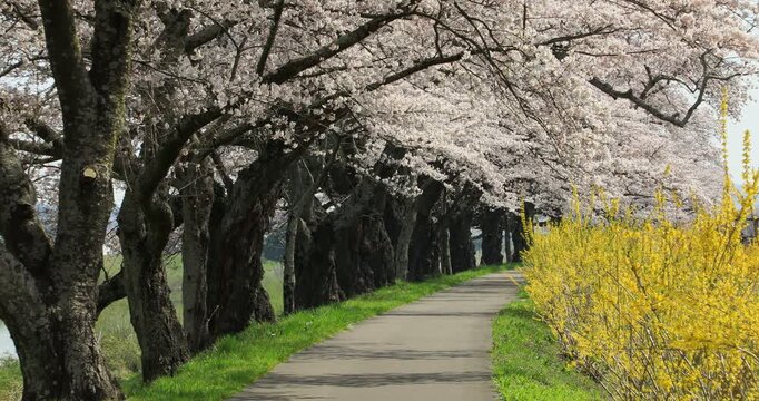 白石川堤一目千本桜
