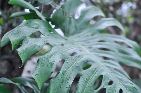 Monstera, Hurricane plant or Swiss cheese plant and rain droplet or dew drop on the leaf