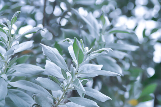 Silver Leaved Buttonwood or Conocarpus erectus var sericeus Fors ex DC or Combretaceae or silver leaf