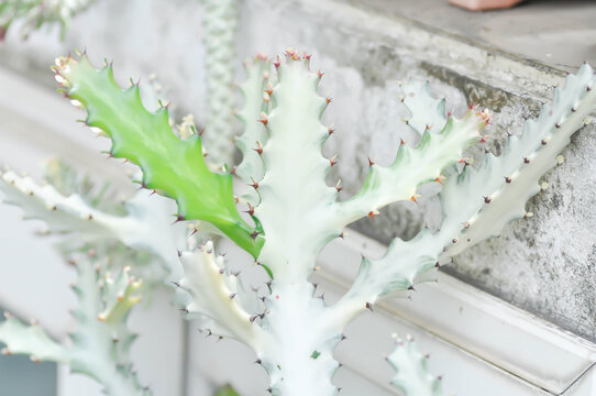 Euphorbia lactea white ghost or Euphorbia or Euphorbia mayurnathanii variegated ,Euphorbia lactea or white plant