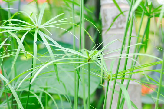Cyperus alternifolius L, Cyperus alternifolius subsp flabelliformis or  Cyperus involucratus Rottb or Umbrella or CYPERACEAE