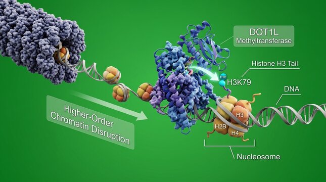 DOT1L enzyme methylating H3K79 on nucleosome DNA structure for epigenetic gene regulation