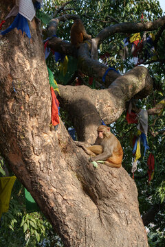 Wild monkey sitting in a tree at a temple in Kathmandu, Nepal