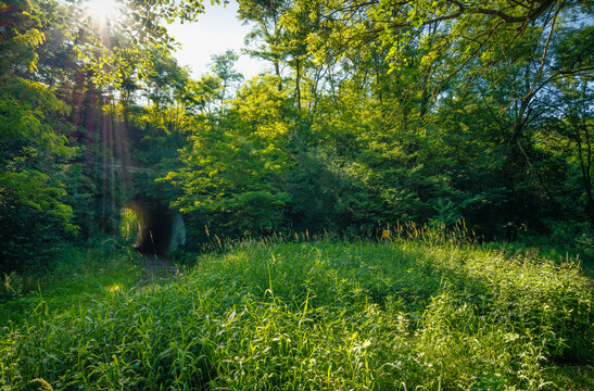 Lush green tall grass field leading to overgrown stone tunnel in summer forest