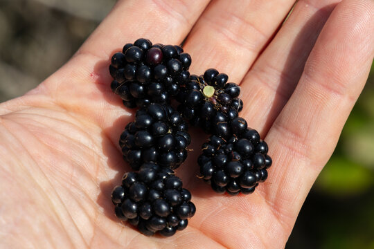 Handful of fresh organic blackberries just picked in the garden