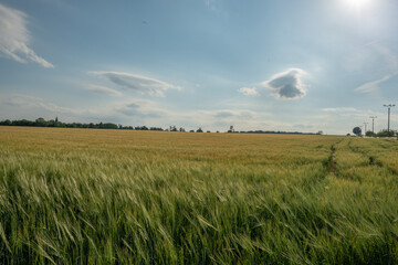 Obraz premium Expansive agricultural field transitioning from green to yellow under a bright sun and partly cloudy sky with distant trees and utility poles.
