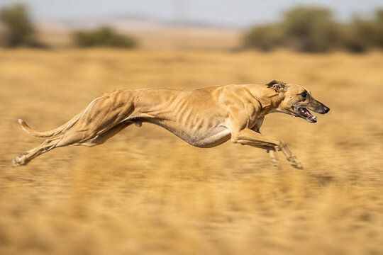 A greyhound running at full speed across a sunlit grassland, motion blur.