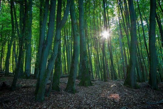 Ancient European beech forest in Jasmund National Park, R&uuml;gen Island, Germany. Sunlight shining through tall beech trees in a UNESCO World Heritage forest