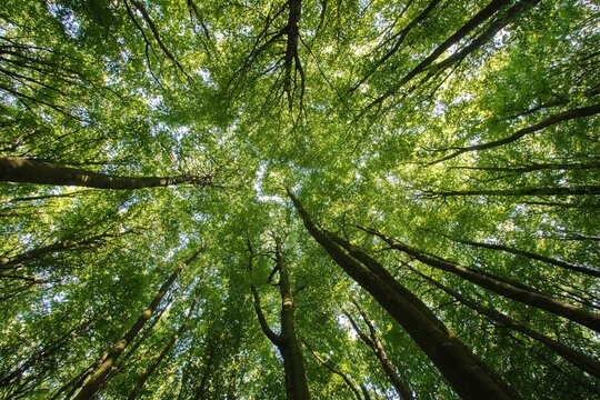 Ancient European beech forest in Jasmund National Park, R&uuml;gen Island, Germany. Sunlight shining through tall beech trees in a UNESCO World Heritage forest