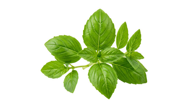 Macro close up of fresh vibrant green basil leaf sprigs isolated on a transparent background.