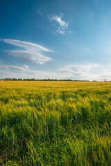 Obraz premium Vast expanse of a green and yellow agricultural field under a broad blue sky with wispy clouds, bordered by a distant dark green treeline on the horizon.