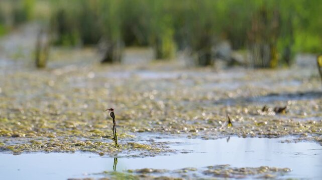 Mature male Red darter on the lookout resting perched on a dry stem of aquatic plant in summer. Crocothemis erythraea, Indre-et-Loire 37, r&eacute;gion Centre Val de Loire, France, European Union, Europe