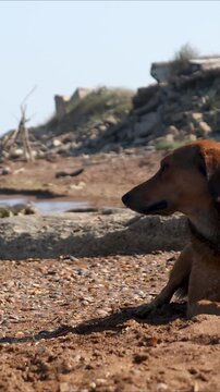 A brown dog sitting on the edge of a sandy beach