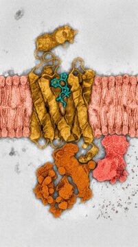 Lsd molecule locked inside serotonin ht2a receptor, showing chemical binding structure of lysergic acid diethylamide within cell membrane gpcr protein, demonstrating psychedelic neurobiology.