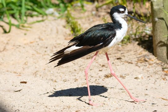 The black-winged stilt (Himantopus himantopus) in natural habitat