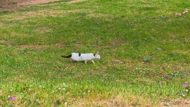A white and black cat strolls across a green meadow dotted with wild flowers, moving slowly through the grass on a sunny day.