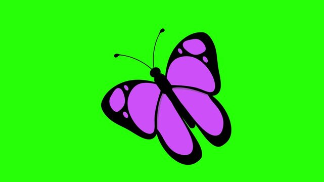 Purple butterfly with black outlines and wing 4k stock animation video on a green screen background for chroma key background for video editing.