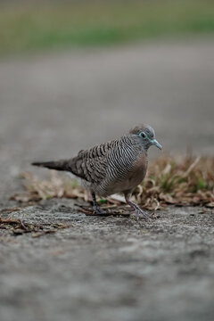A close-up of a Zebra Dove (Geopelia striata) stepping gracefully onto a textured concrete pavement surrounded by dry grass. 