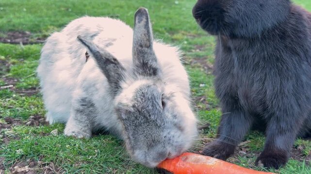 A gray and white rabbit and a black rabbit eat a carrot together on grass, a scene of animal feeding and friendly sharing outdoors.