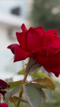 A close-up of a red rose with a city skyline in the background, suitable for use in romantic or city-themed projects