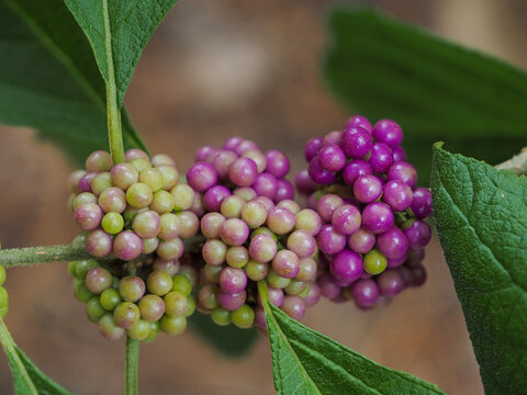 American beautyberry (Callicarpa americana)