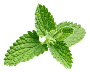 Mint Leaves, spearmint, isolated, full depth of field © grey