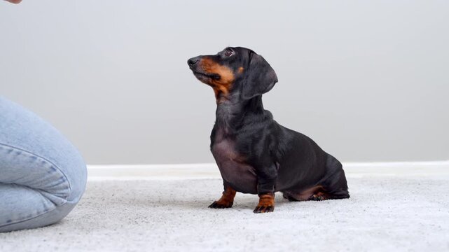 A black and tan dachshund dog lifts a paw and stands up to beg while a person kneeling on a carpet offers a treat from the hand, a concept of pet obedience training.
