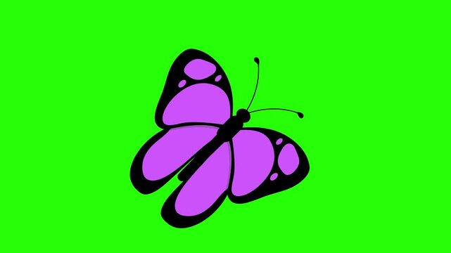 Purple butterfly with black outlines and wing 4k stock animation video on a green screen background for chroma key background for video editing.