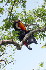 Naklejka premium Vertical of a Toco Toucan, Ramphastos toco, preening