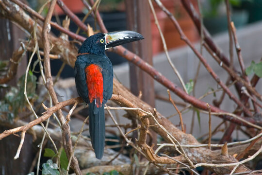 Collared Aracari, Pteroglossus torquatus, perched in a bush