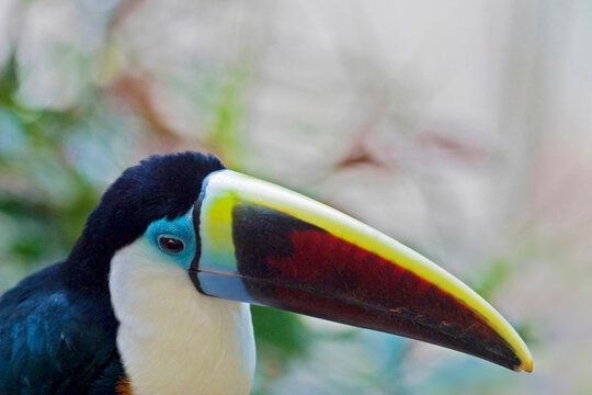 White-throated or Red-billed Toucan, Ramphastos tucanus, close up
