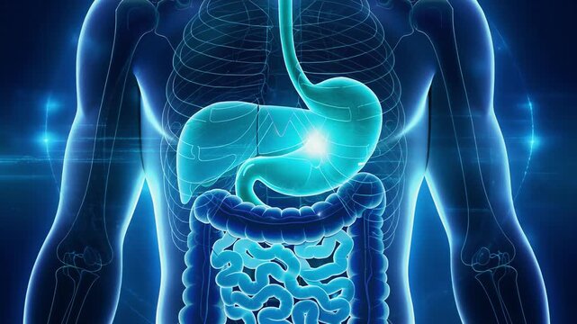 Detailed 3D illustration of human digestive system with stomach intestines and esophagus in glowing blue light