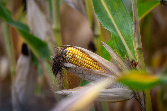 Corn cob on the corn plant in a very dry year