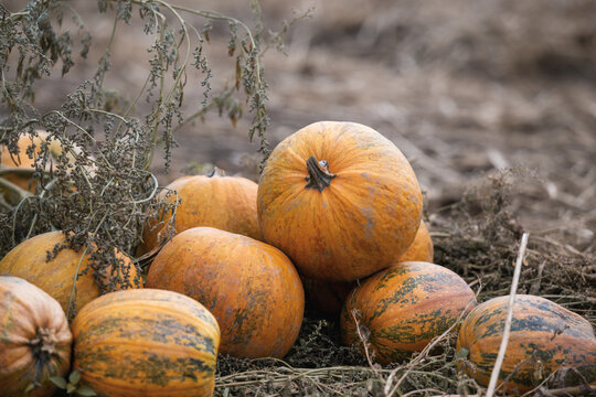Autumn time: pumpkins in a field shortly before processing