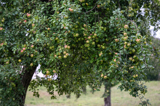 Trees full of apples in autumn