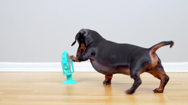 A black and tan dachshund dog investigates a teal interactive puzzle toy on a wooden floor, sniffing it closely in a concept of mental enrichment and playful training.