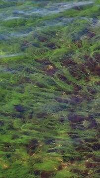 A close-up view of algae covered water surface