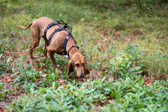 a scent hound at work outdoors, segugio italiano a pelo raso