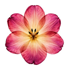 Naklejka premium PNG Vibrant floral symmetry art