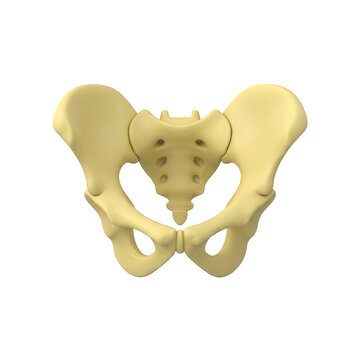 A detailed 3d model of the human pelvic bone structure for medical study and anatomy education purposes