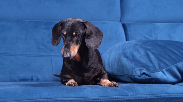 A black and tan dachshund dog with cloudy eyes rests on a blue sofa at home, showing signs of aging such as cataract, a concept of senior pet health.