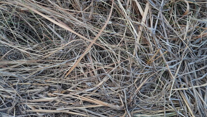 Full frame view of dry straw and dead grass laying on the ground. © Ahmad