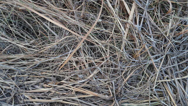 Full frame view of dry straw and dead grass laying on the ground.