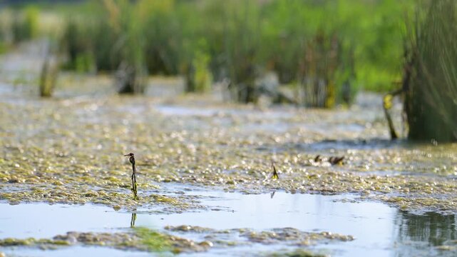 Mature male Red darter landing and staying alert on a stalk of aquatic plant emerging on the surface of a pond. Crocothemis erythraea, Indre-et-Loire 37, r&eacute;gion Centre Val de Loire, France, Europe